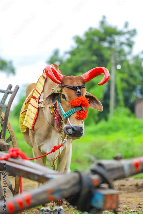 Indian pola festival , Pola is a festival respecting bulls and oxen which is celebrated by ...