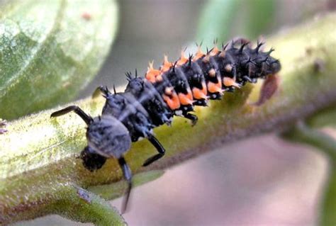 Keep an eye out for ladybug larvae. Gardeners "in the know" welcome ...