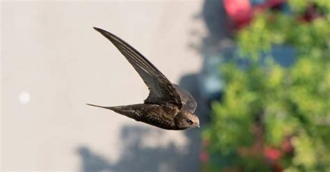 The Top 10 Fastest Birds in the World - W3schools