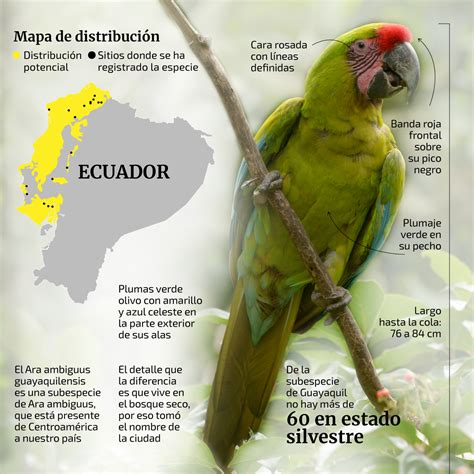 Estos son 10 de los animales que están en peligro de extinción en Ecuador | Ecología | La ...