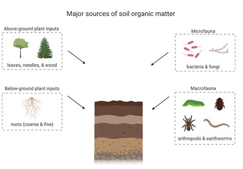 Soil Organic Matter – Digging into Canadian Soils