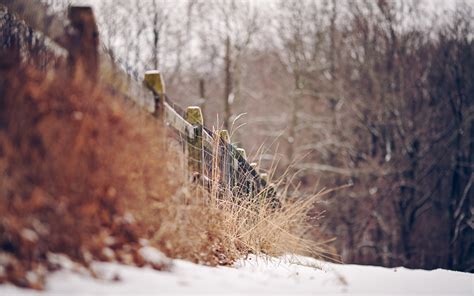 Fence Plants Dry Winter Snow Nature wallpaper | 1680x1050 | #30060