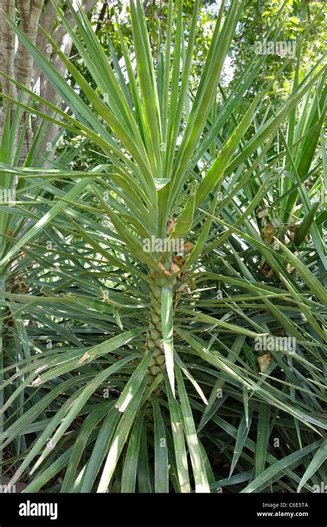 Yucca spanish bayonet cactus hesperoyucca whipplei aloifloia plant hi-res stock photography and ...