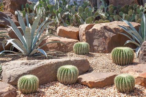 Cactus In Botanical Garden, Model Of Desert Garden. Stock Image - Image ...