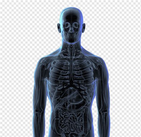 Human body Human skeleton Bone Homo sapiens, 3d perspective view of the human body, 3D Computer ...