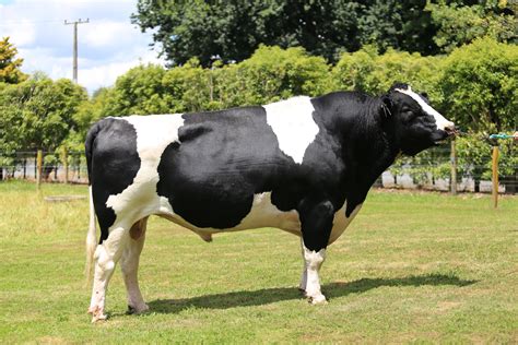 Holstein Friesian Bull