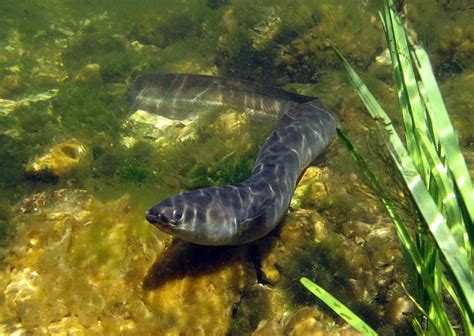 Eels Consume Their Own Bones to Survive Migration | Live Science