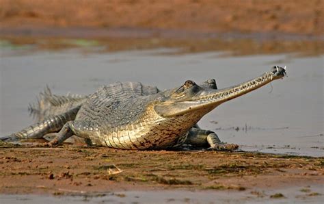 Weird Real Animals - Gharial Also known as the fish-eating crocodile - The gharial is one of the ...