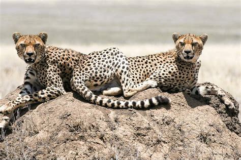 8-Day Mid-Range Serengeti Migration Safari - Pure Africa Tours