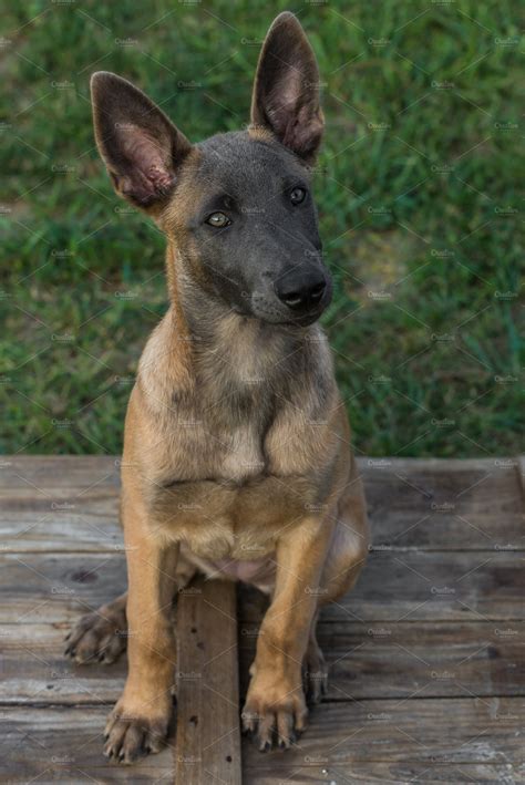 Belgian malinois puppy featuring dog, puppy, and beautiful | Animal ...