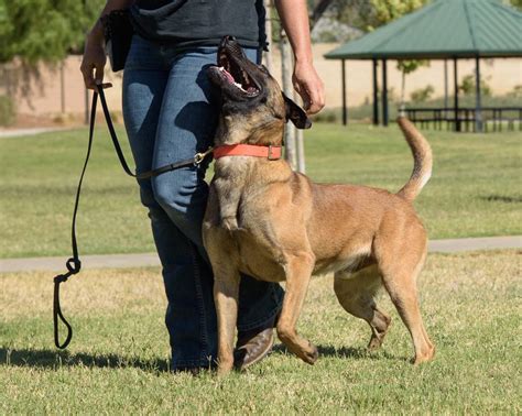 Focused Heeling for Competitive Dog Sports | The Collared Scholar