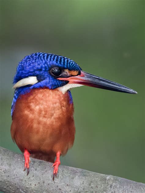 Blue-eared Kingfisher @ SZG by Vincent Chiang / 500px | Kingfisher, Animals, Owl pet