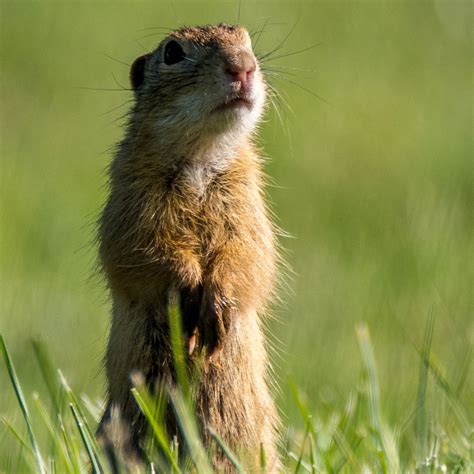 This is a gopher. There are actually about 35 species of gopher all ...