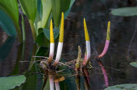 Plants of the Okefenokee Swamp - WILLIAM WISE PHOTOGRAPHY