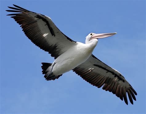 Pelican in Flight | Pelican in Flight over Clontarf Boat ram… | John ...