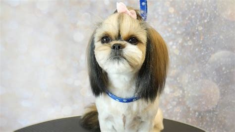 Grooming Guide - How to Groom a Shih Tzu with Top knot, short summer ...