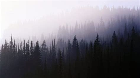 forest, Trees, Nature, Mist HD Wallpaper Desktop Background | Hd ...