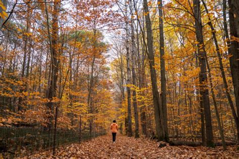 Oshawa's weather forecast for November 7: Enjoy a sunny day - The ...