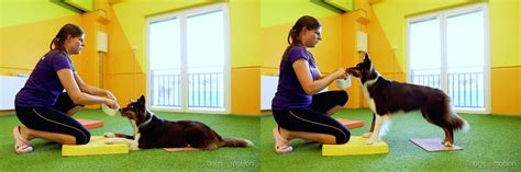 THE DOG'S REAR END FITNESS EXERCISES | Dogs4Motion Academy