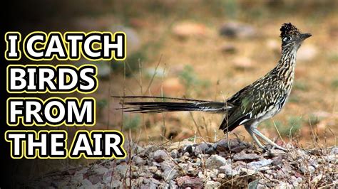 Roadrunner facts: "Meep meep" more like "Coo coo" | Animal Fact Files ...