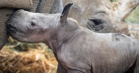 Rare baby rhino born at Safari West in Santa Rosa - CBS San Francisco