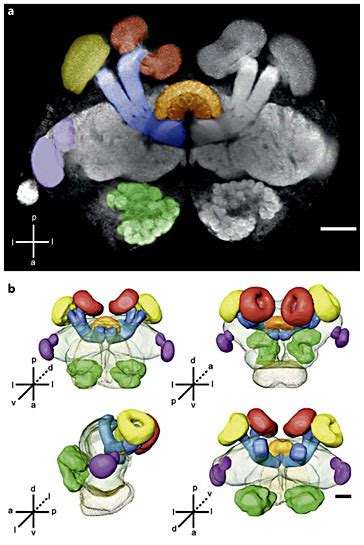 Ant brain structure. Confocal image (a) and 3-D reconstructions (b) of ...