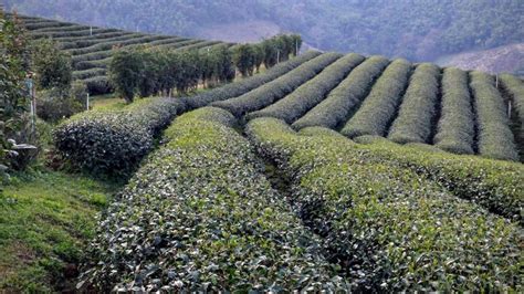 101 Tea Plantation Mae Salong (Chiang Rai) | Olsen Tours