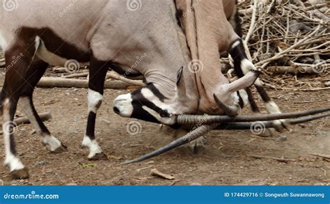 Two Animals Fighting Each Other in the Forest Stock Photo - Image of ...