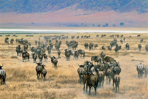 Ngorongoro Wildebeest | This actually came out of the camera… | Flickr