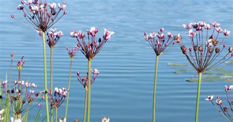 Plant World: Butomus umbellatus