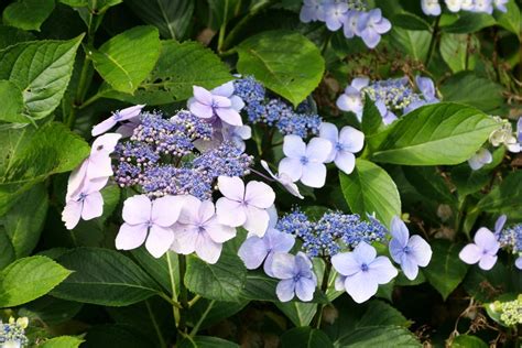 Hydrangea serrata: cultivation & care - Plantura