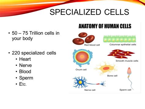 List of specialized cells and their functions