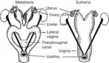 Difference Between Prototheria Metatheria And Eutheria - Relationship ...