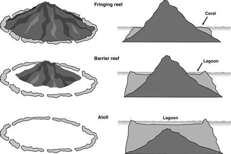 Coral Reefs: Types, Formation and Importance : Plantlet