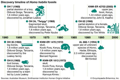 Homo habilis | Description, Traits, Tools, & Facts | Britannica