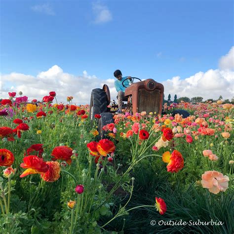 A Riot of Color, Ranunculus at the Carlsbad Flower Fields in California • Outside Suburbia Family