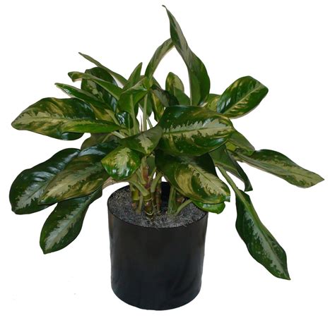 Chinese Evergreen - The Plant Lady