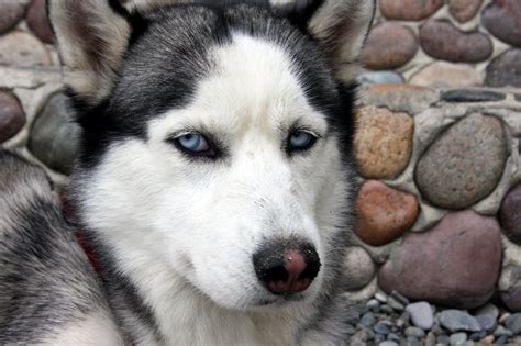 Adult black and white Siberian Husky, Siberian Husky , blue eyes, dog, animals HD wallpaper ...