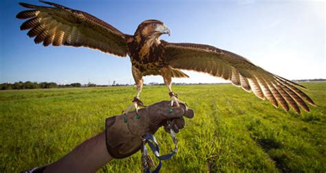 Learn Falconry And Let A Bird Do The Hunting | Off The Grid News