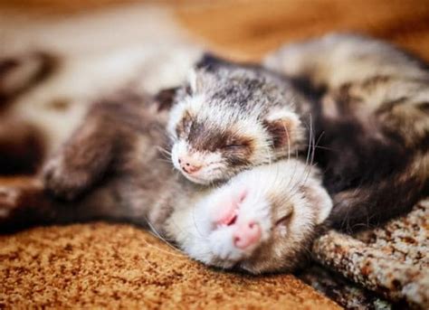 Are ferrets happier in pairs? Keeping ferrets together