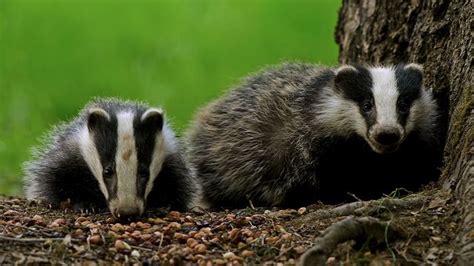 Badger Cubs | Badger, Cubs, Animals