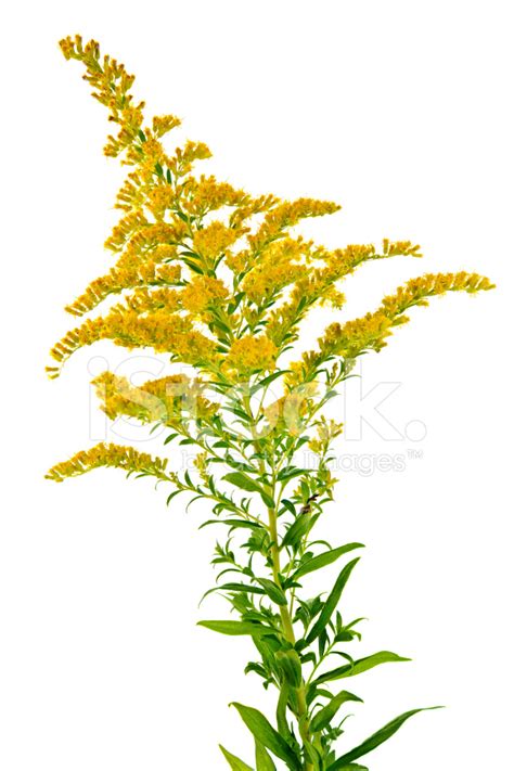 Goldenrod Plant Stock Photos - FreeImages.com