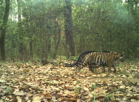 Normal, pseudo melanistic tiger cubs walk in tandem in Similipal - OrissaPOST