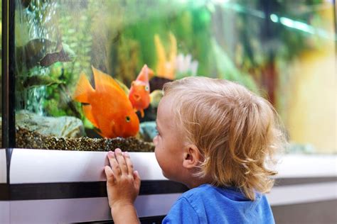 The Health Benefits of Aquariums - CRYSTAL OCEANS AQUARIUM SERVICES