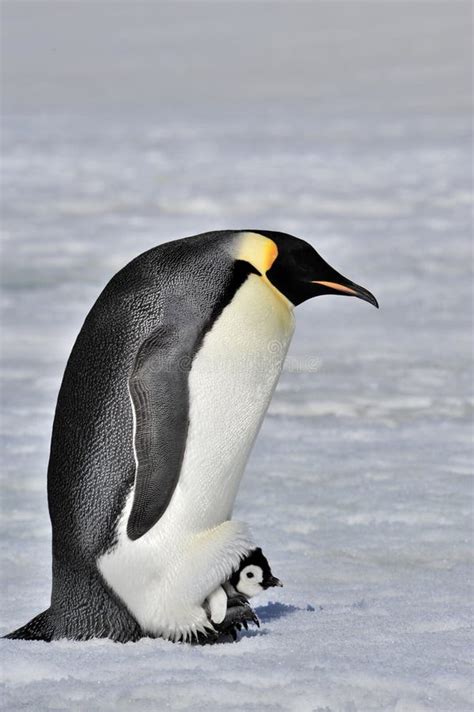 Emperor Penguin with chick stock image. Image of baby - 92297145