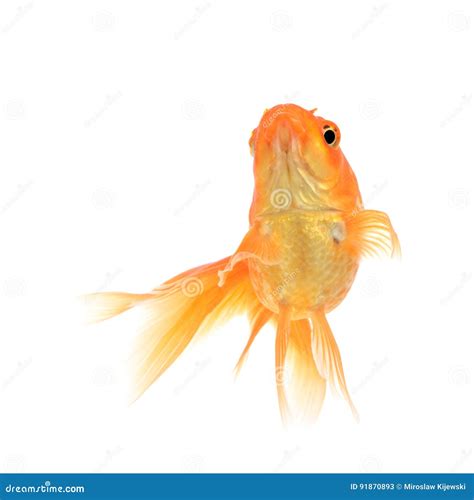 Goldfish on a White Background Stock Image - Image of domestic, underwater: 91870893