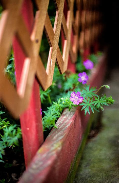 Along the Fence - Michigan.Photography