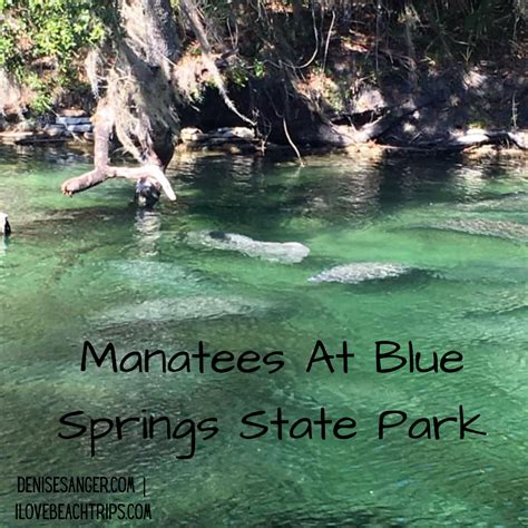 Manatees At Blue Spring State Park - Florida Travel News, Review, Tips, Guides for Women