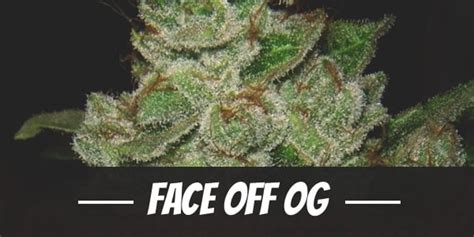 Face Off OG Weed Strain Review and Information