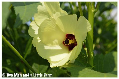 Two Men and a Little Farm: OKRA FLOWERS